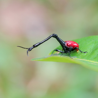 Andasibe - Giraffe-necked weevil
